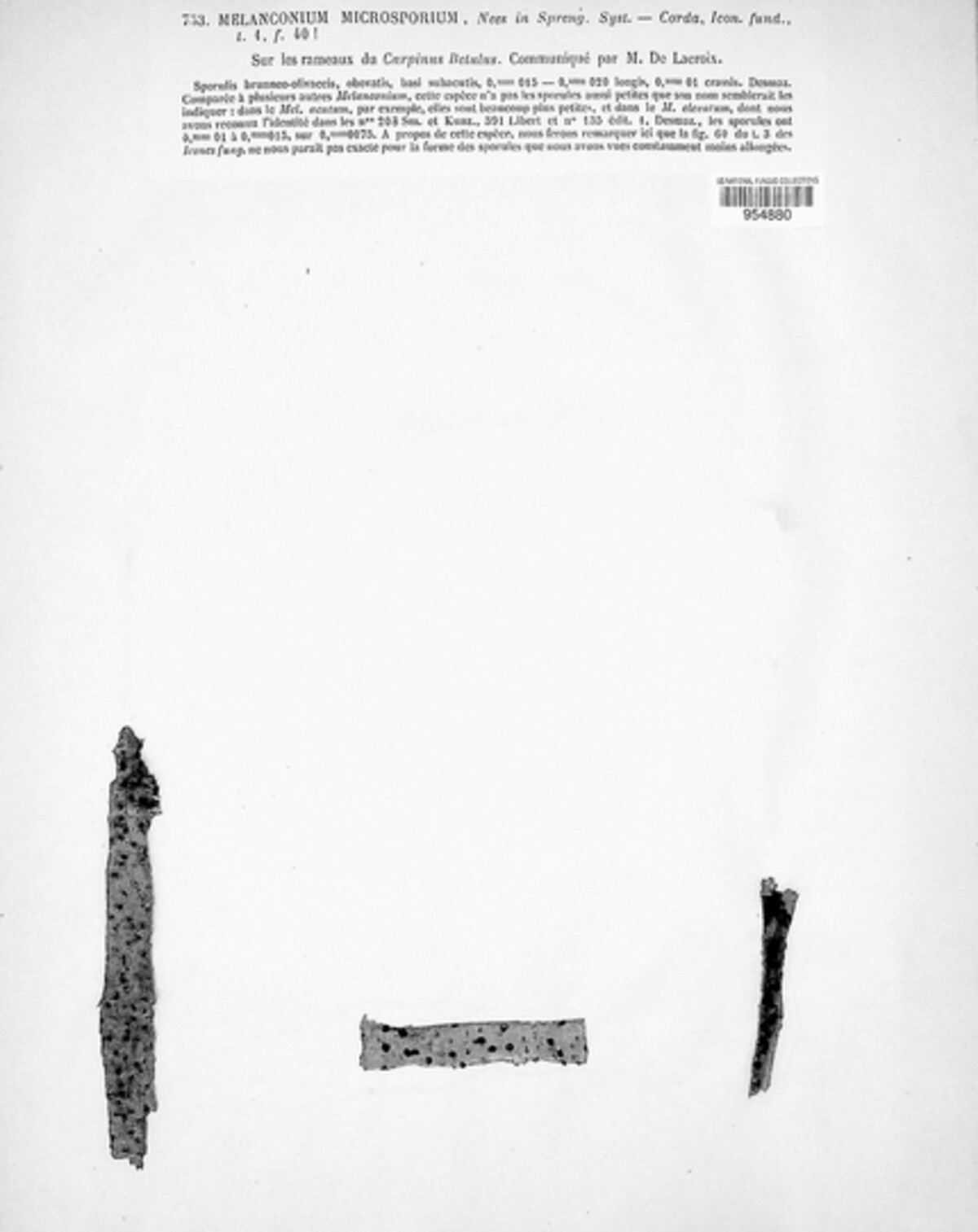 Melanconium microspermum image